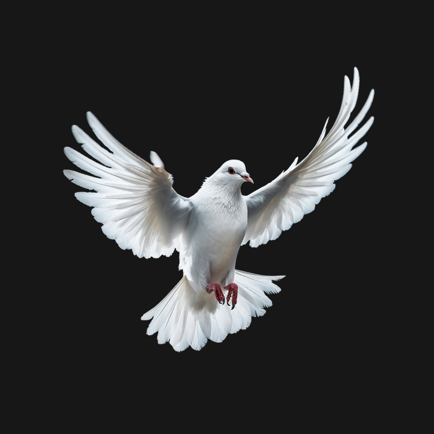 Black Half Sleeve Dove Love And Peace Printed Regular T-Shirt