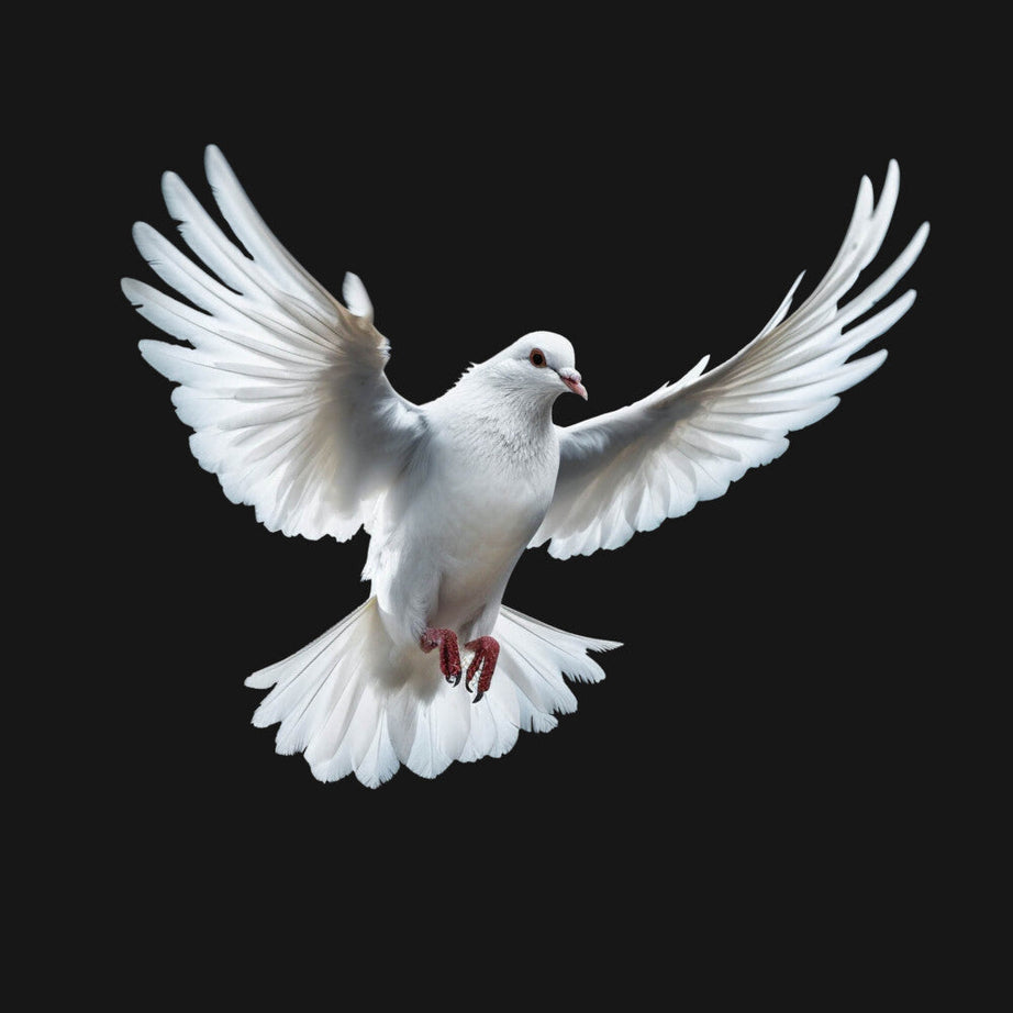 Black Half Sleeves Dove Love And Peace Printed Oversized T-Shirt