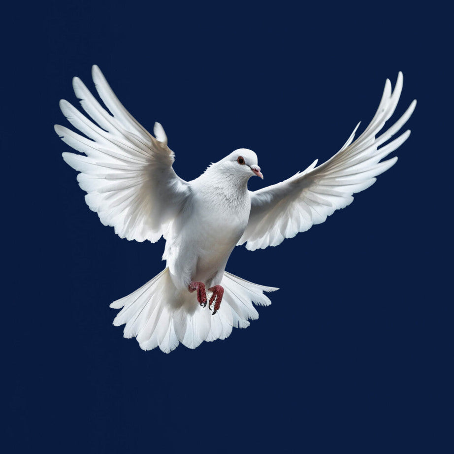 Navy Blue Half Sleeve Dove Love And Peace Printed Regular T-Shirt